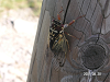 s_PICT0349_thumb.png
